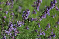 Nature, Bumblebee on Nepeta (catnip)