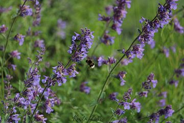 Nature, Bumblebee on Nepeta (catnip)