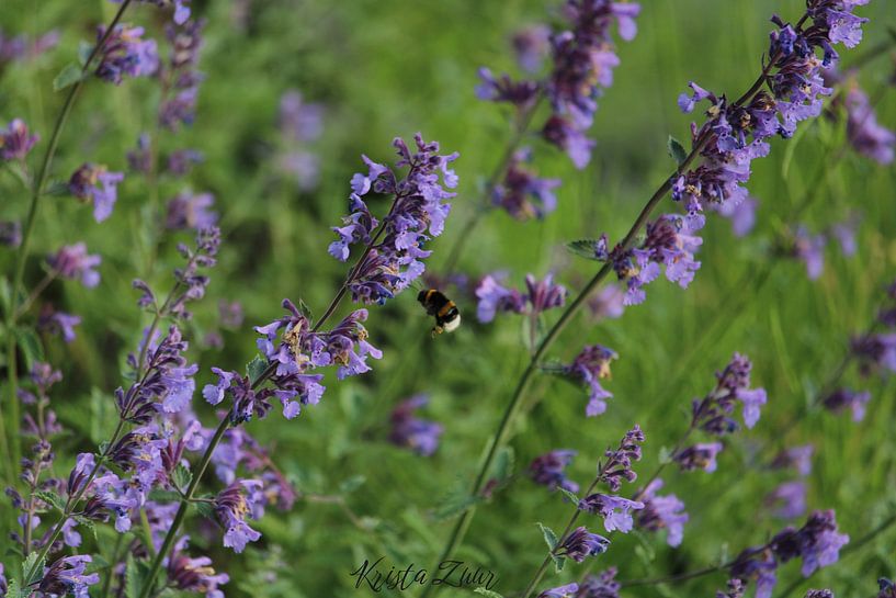 Nature, Bumblebee on Nepeta (catnip) by Krista Zuur