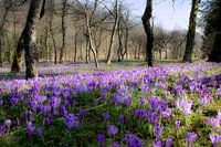Beautiful flowers