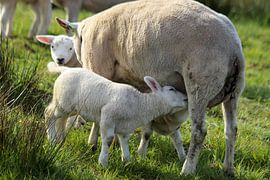 Auf der Wiese von Erik Van der Zwan