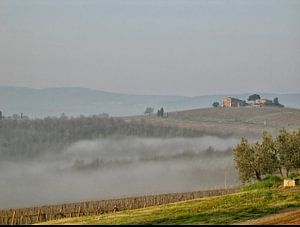 Nebel über einem Weinberg in Umbrien