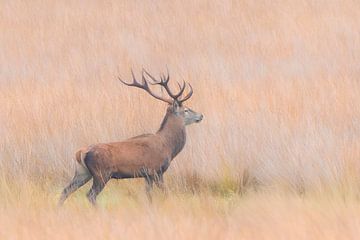 Red deer in the Veluwe von Marcel de Vos