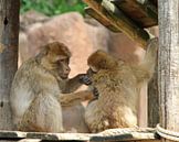 Berber monkeys by Jose Lok thumbnail
