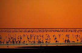 ORANGE FLAMINGO by Sybrand Treffers