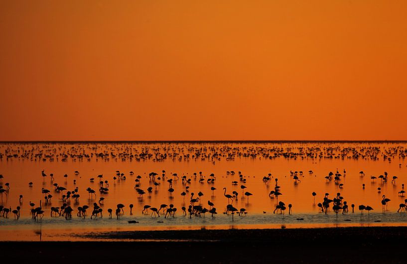 ORANJE FLAMINGO van Sybrand Treffers