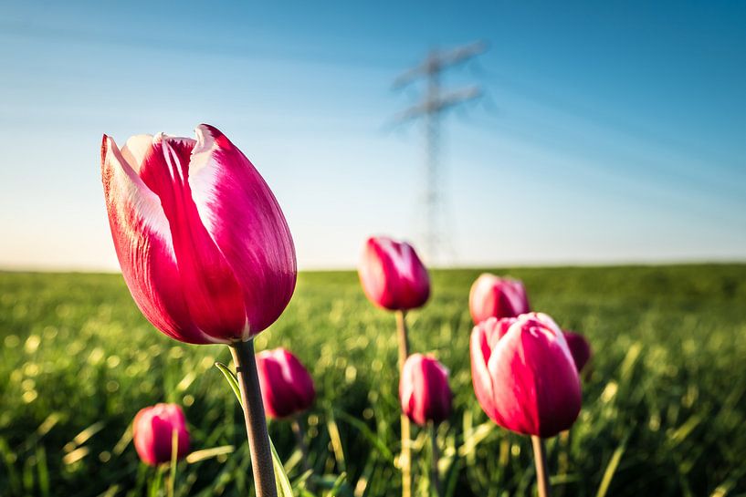 Pink tulips in meadow. by rosstek ®