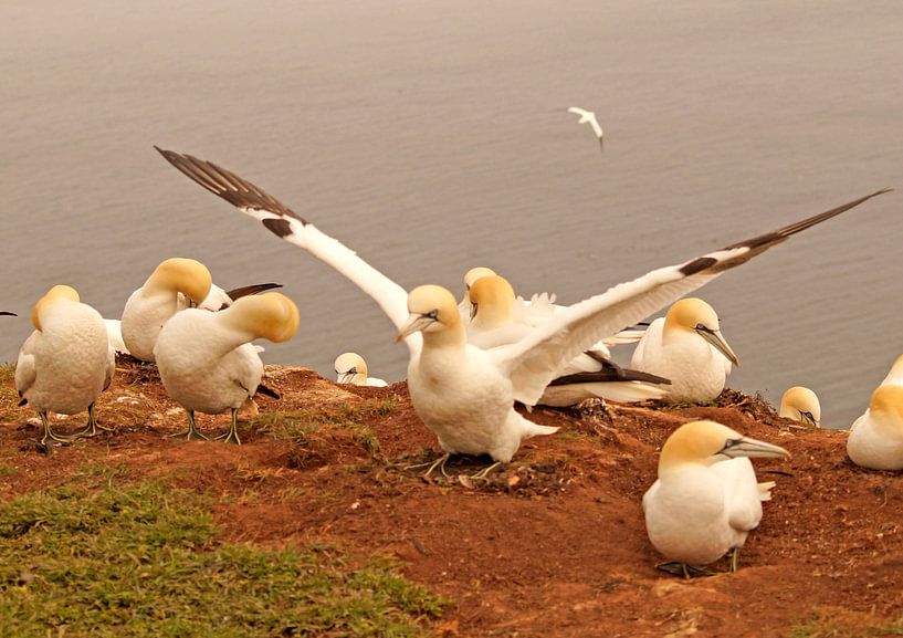 Basstölpel by Wiebke Blume