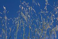 De l'herbe contre un ciel bleu clair par martin von rotz Aperçu