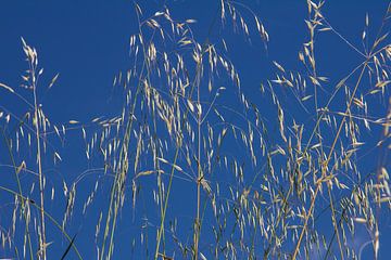 Gras tegen een strak blauwe lucht