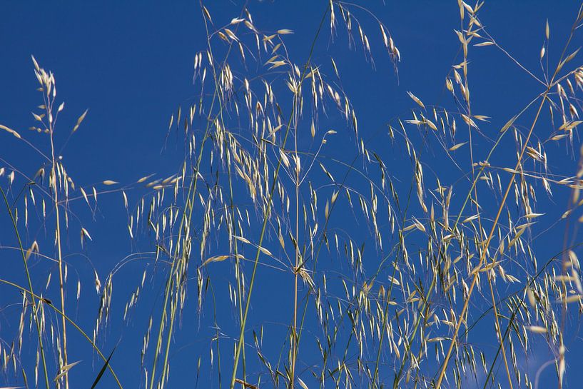 De l'herbe contre un ciel bleu clair par martin von rotz