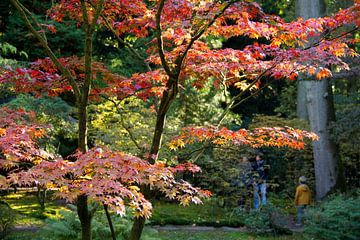 Japanse tuin van Henk Alblas