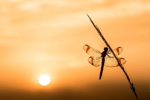 bandheidelibel at sunrise