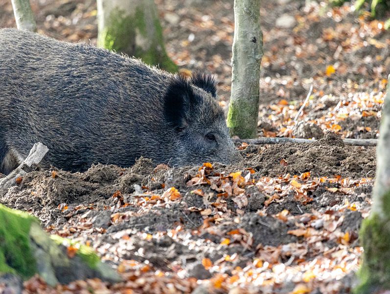 The wild boar digs the ground deep by Harald Schottner