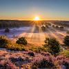 Blühendes Heidekraut bei Sonnenaufgang von Frans Lemmens