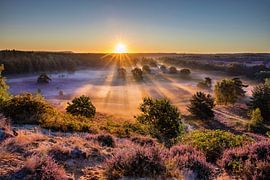 Blühendes Heidekraut bei Sonnenaufgang von Frans Lemmens