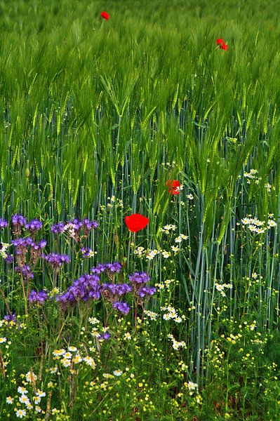 Papaverzaad 17 van Edgar Schermaul