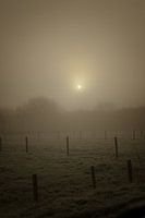 Nebel über der Wiese