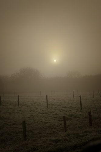 Brouillard sur les prairies
