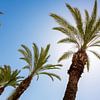 Palmbomen onder de zon van Gijs de Kruijf