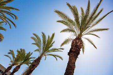 Palmbomen onder de zon