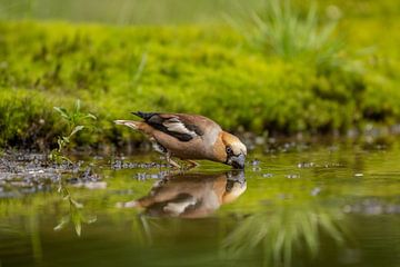 Apple finch drinking in the forest bee by Tanja van Beuningen