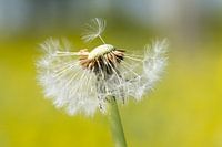 wind please