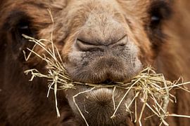 Kamelenstrobek van Michar Peppenster