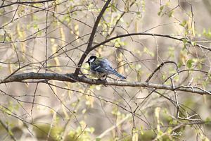 Grand Tit sur JacQ