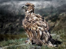 Pygargue à queue blanche d'Europe sur Loek Lobel