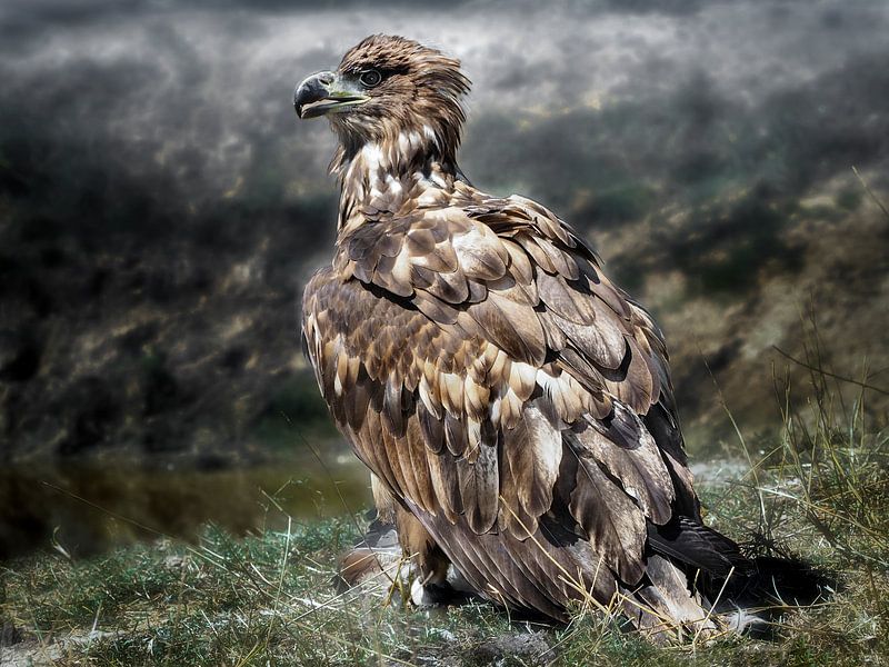 Seeadler von Loek Lobel