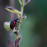 Chrysolina kuestri