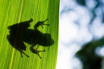 Mittelmeer-Laubfrosch hinter einem Blatt