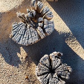 houten polen op het strand langs de Nederlandse kust van gaps photography