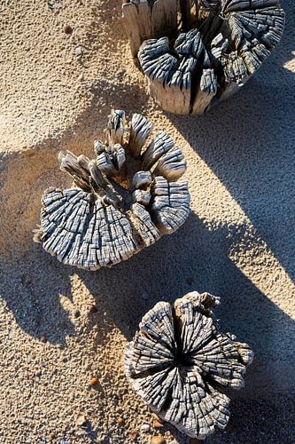 houten polen op het strand langs de Nederlandse kust