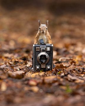 Fotograferende eekhoorn van Patrick van Bakkum
