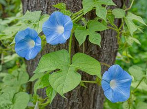 Blue Morning Glory Flowers Growing up a Tree Trunk von Iris Holzer Richardson