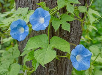 Blue Morning Glory Flowers Growing up a Tree Trunk van Iris Holzer Richardson