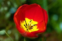 Tulp