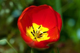 Tulip by Roque Klop