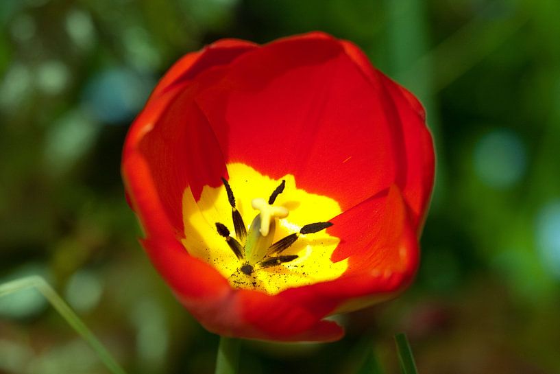 Tulip par Roque Klop