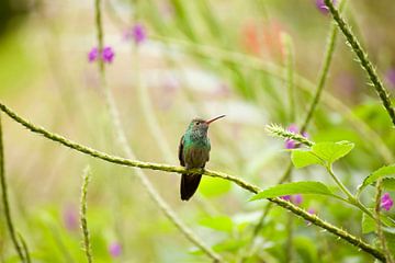 Kolibri von Peter Schickert