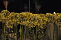 sieruien op een rotonde