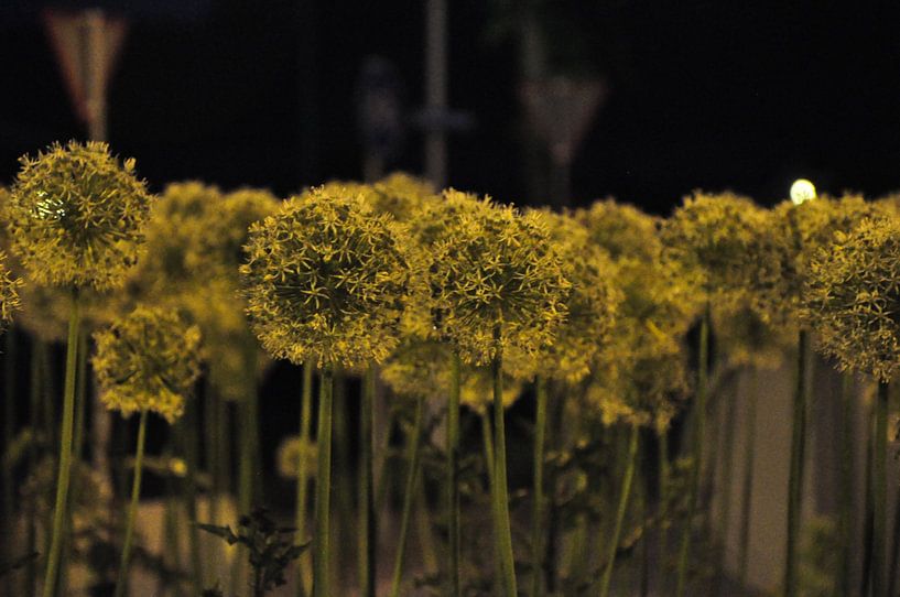 sieruien op een rotonde by Marten Wieringa
