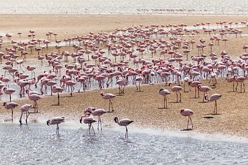 Grote kolonie flamingo's op het strand van Simone Janssen