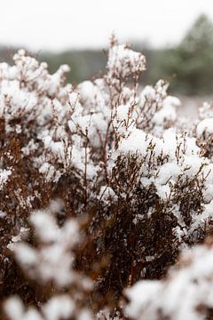 Close-up beeld van winters natuurlandschap van Shaquille Maarschalkerweerd