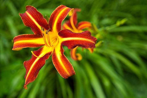 Schoonheid van de natuur van Mike Fortgens