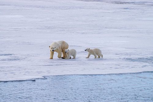 Cubs go along with mother Polar Bear anyway.