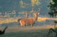 Edelherten op de Veluwe