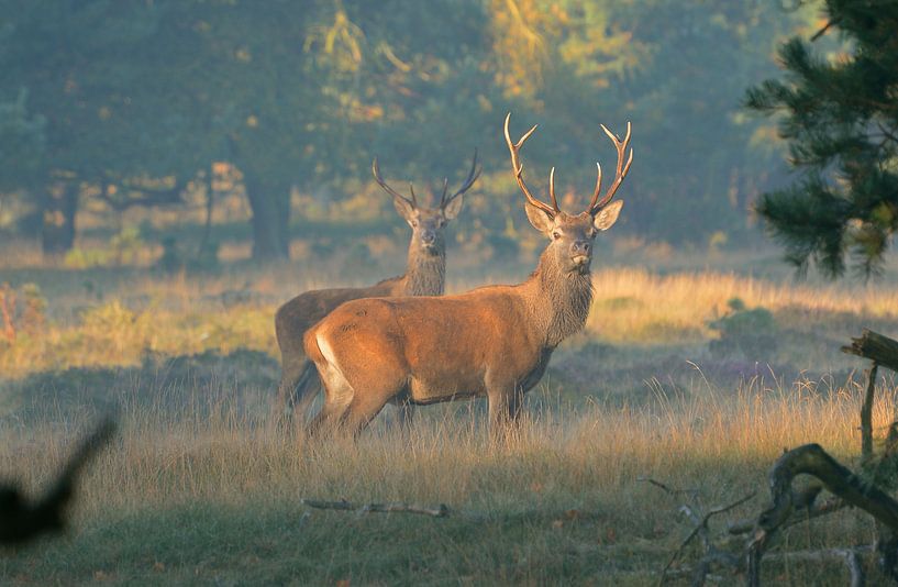 Edelherten op de Veluwe van Roy Zonnenberg